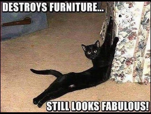 cat destroys furniture still.jpg